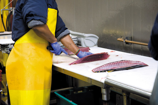 The fish is portioned into fillets for lunch and dinner service. 