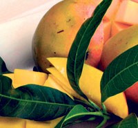 All Things Mango at the Moana